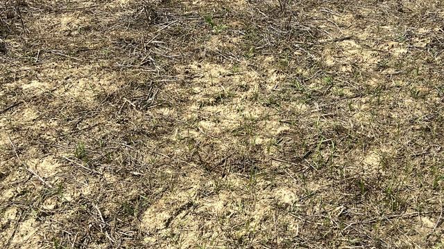 A picture of a dry, no-tillage field ready to be planted with a few weeds present.