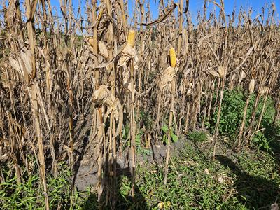 Mature cornfield with dried, brown stalks and leaves, several exposed ears of yellow corn, and green weeds growing between rows. The field shows considerable leaf senescence and dry vegetation under a clear blue sky.