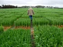 Extension agent looks over research crops planted in Kinston.