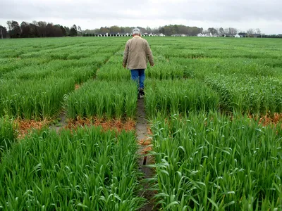Extension agent looks over research crops planted in Kinston.