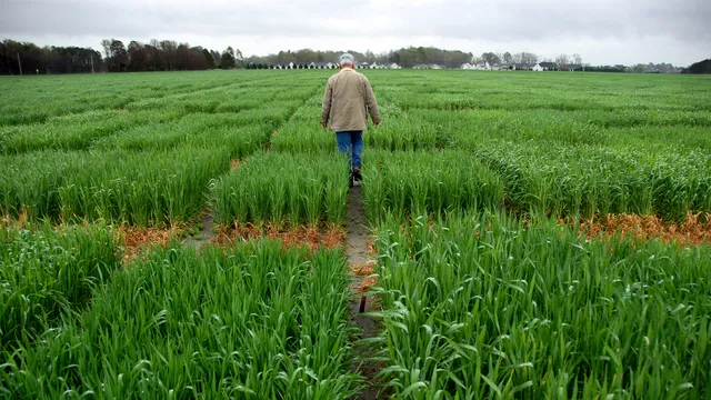 Extension agent looks over research crops planted in Kinston.