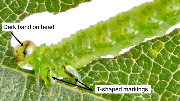 Green elm zigzag sawfly chewing on a leaf.