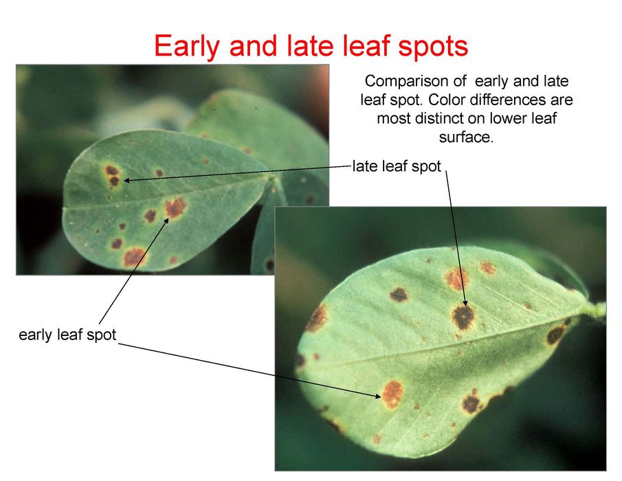 peanut leaf with brown spots on them