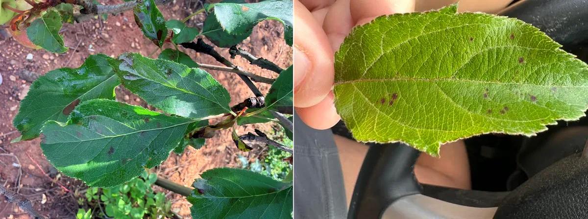 Symptoms of Glomerella leaf spot on apple leaves