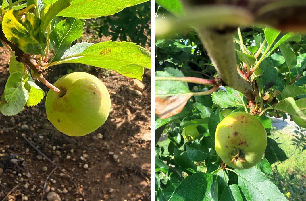 Photos of early Glomerella fruit rot symptoms on young 'Gala' apple fruit