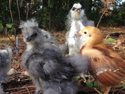 Early handling and socialization turn curious chicks into gentle backyard companions that are easy to manage and a joy to keep.