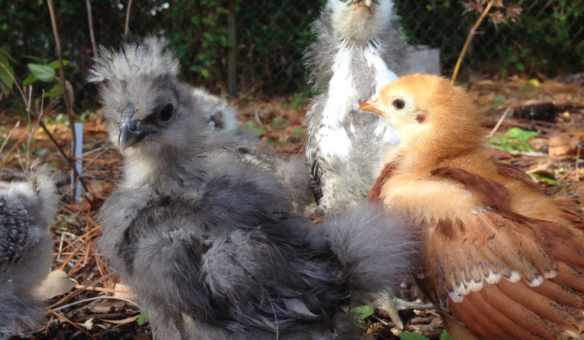 From Coop to Kitchen: A Guide to Starting Your Backyard Flock - New ...