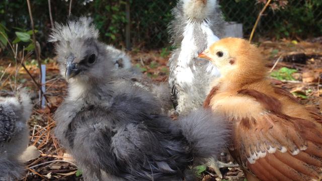 Early handling and socialization turn curious chicks into gentle backyard companions that are easy to manage and a joy to keep.