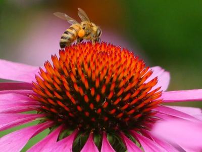 Close-up photo of Purple Coneflower with a honey bee with pollen on its legs