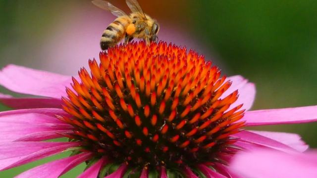 Close-up photo of Purple Coneflower with a honey bee with pollen on its legs
