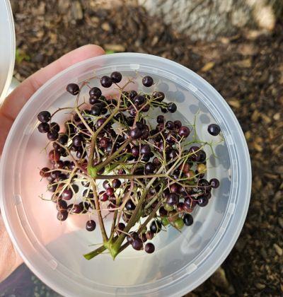 A clear container holds a cluster of dark colored berries.