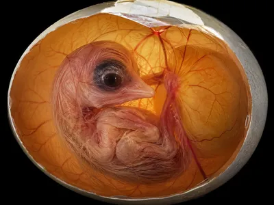 Chick embryo in development