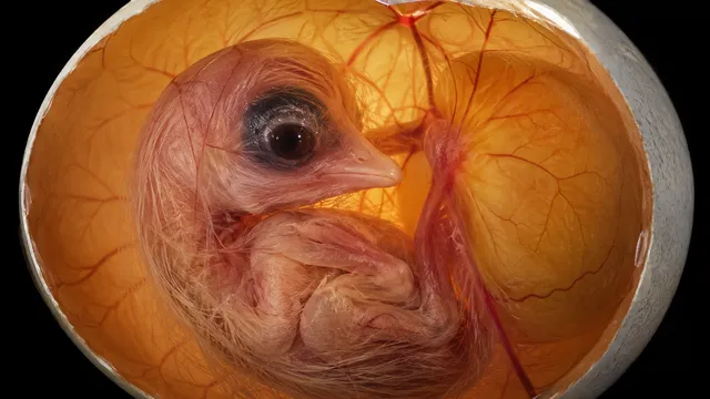 Chick embryo in development