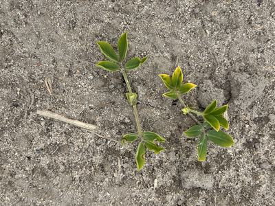 Peanut seedling emerged on April 29 when planted April 16
