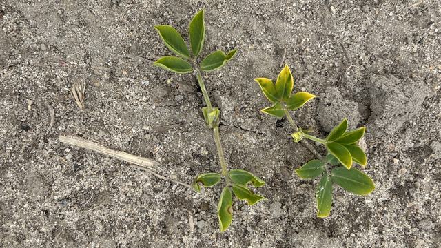 Peanut seedling emerged on April 29 when planted April 16