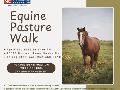 horse in pasture