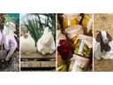 Collage image featuring a chicken, goat, canning, and gardening.