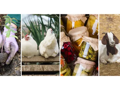 Collage image featuring a chicken, goat, canning, and gardening.
