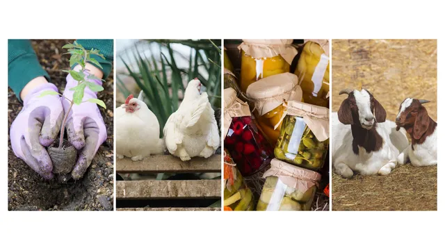 Collage image featuring a chicken, goat, canning, and gardening.