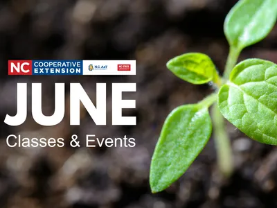 Seedling in soil with text stating "June Classes and Events"