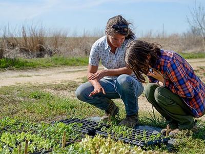 An Extension expert kneeling in a farm field consulting on plant production.