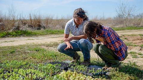 An Extension expert kneeling in a farm field consulting on plant production.