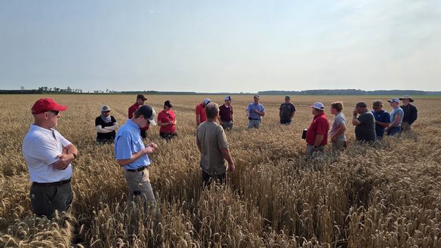 NC State Extension experts share agricultural production knowledge with farmers gathered in a wheat field.