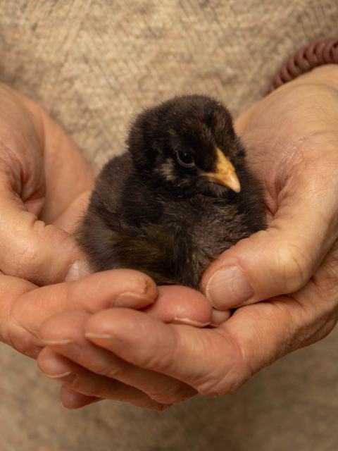Extension staff member holding baby chick