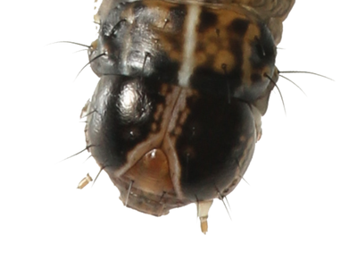Close-up of a caterpillar's head with black and beige patterns. Fine hairs protrude from the sides of the insect larva.
