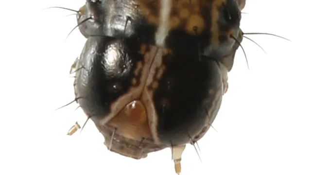Close-up of a caterpillar's head with black and beige patterns. Fine hairs protrude from the sides of the insect larva.