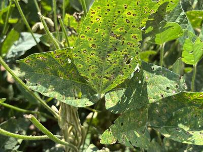 Figure 1. Frogeye leaf spot on soybean.