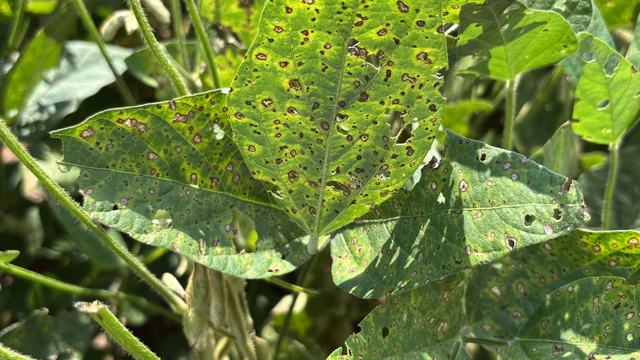Figure 1. Frogeye leaf spot on soybean.