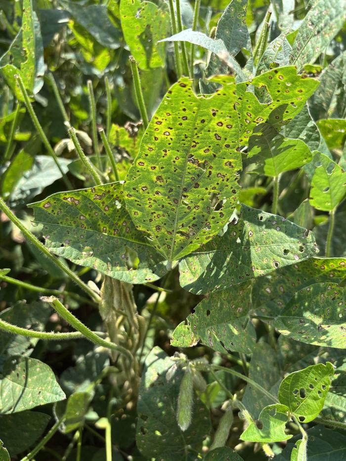 Figure 1. Frogeye leaf spot on soybean.