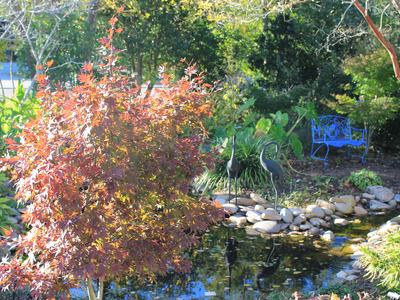 Fall Color on Display (Photo Courtesy of Taylor McDaniel)