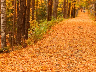 Trail in a forested area covered in orange, yellow, and red leaves as they fall from trees in autumn.