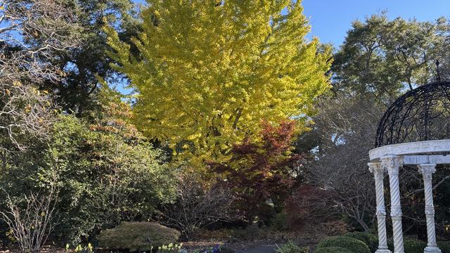 Fall is just around the corner and with it, the best time to plant new trees and shrubs. Photo courtesy of Amy Mead