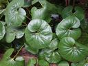 Large, circular, green leaves of the Fargugium japonicum