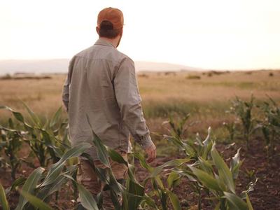 Farmer looking over cornfield