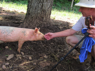 A weaned pig sniffs the hand of a gentlemen crouched down in a pasture.
