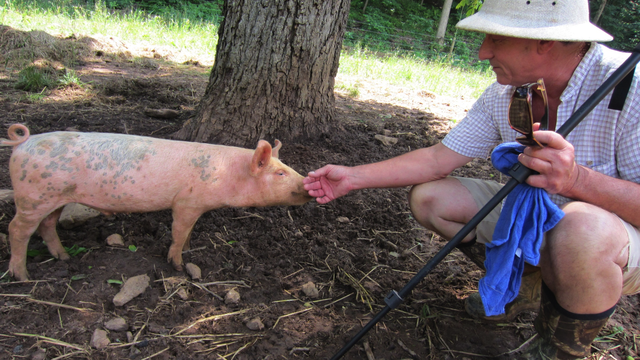 A weaned pig sniffs the hand of a gentlemen crouched down in a pasture.