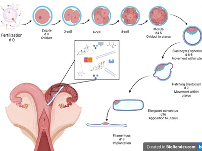 Early embryonic development in Beef Cows