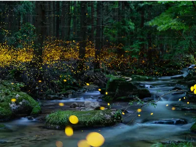 Fireflies in the forest by a river