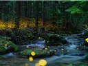Fireflies in the forest by a river