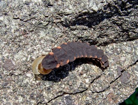 Firefly larva eating a snail