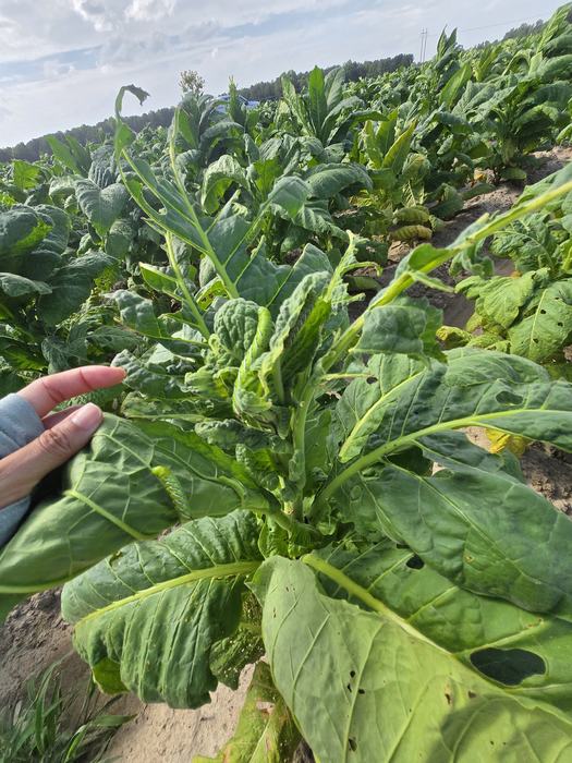 Five hornworm larvae feeding on a tobacco plant