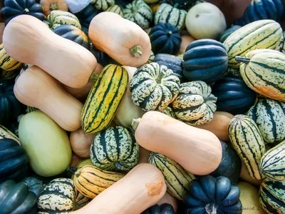 Various pumpkins and gourds