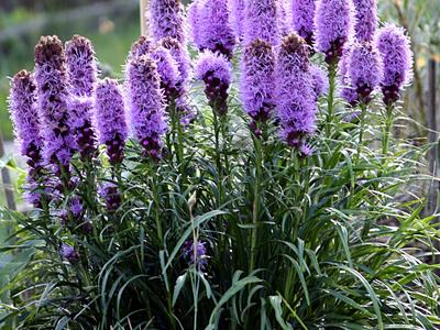 A dense clump with tall spikes of fluffy purple flowers rising above narrow, grass-like green foliage