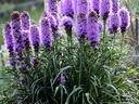 A dense clump with tall spikes of fluffy purple flowers rising above narrow, grass-like green foliage