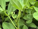 Corn earworm or Tobacco Budworm in Peanuts