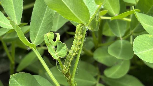 Corn earworm or Tobacco Budworm in Peanuts